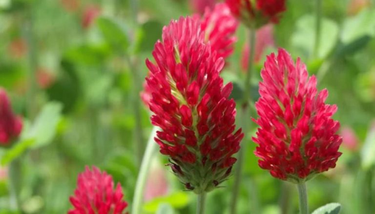 How to Sow Wild Italian Crimson Red Clover Seeds - Welldales