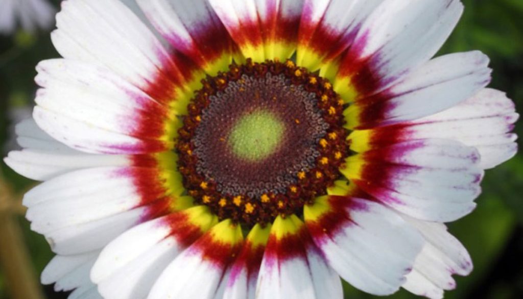 How To Sow Giant Cape Daisy Seeds Welldales