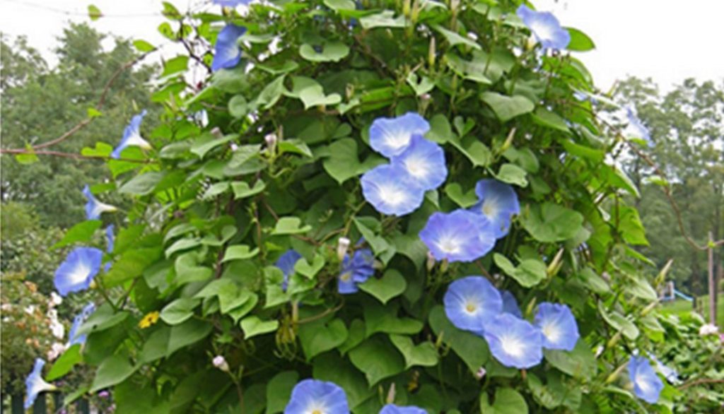 How to Sow Ipomoea Blue Morning Glory Seeds - Welldales