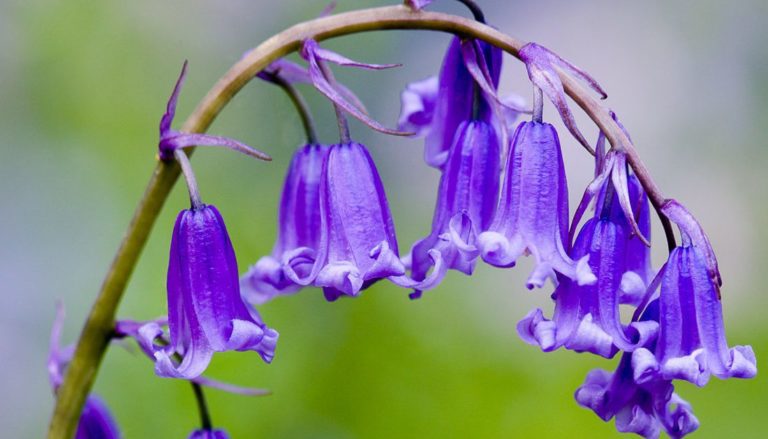 How To Sow English Bluebell Seeds Welldales how-to-sow-english-bluebell-seeds-welldales