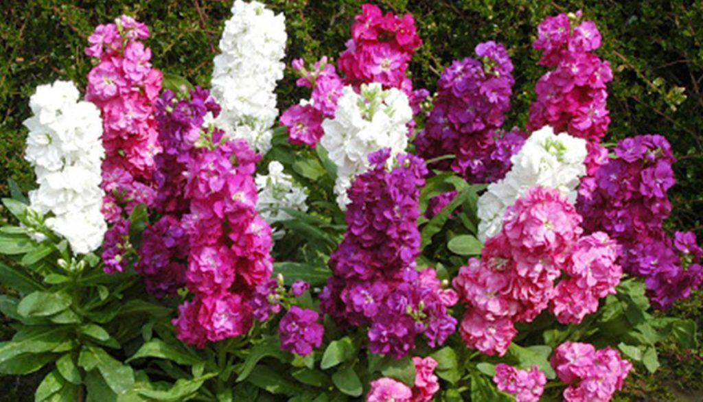 How to Sow Mixed Matthiola Stock Seeds Welldales