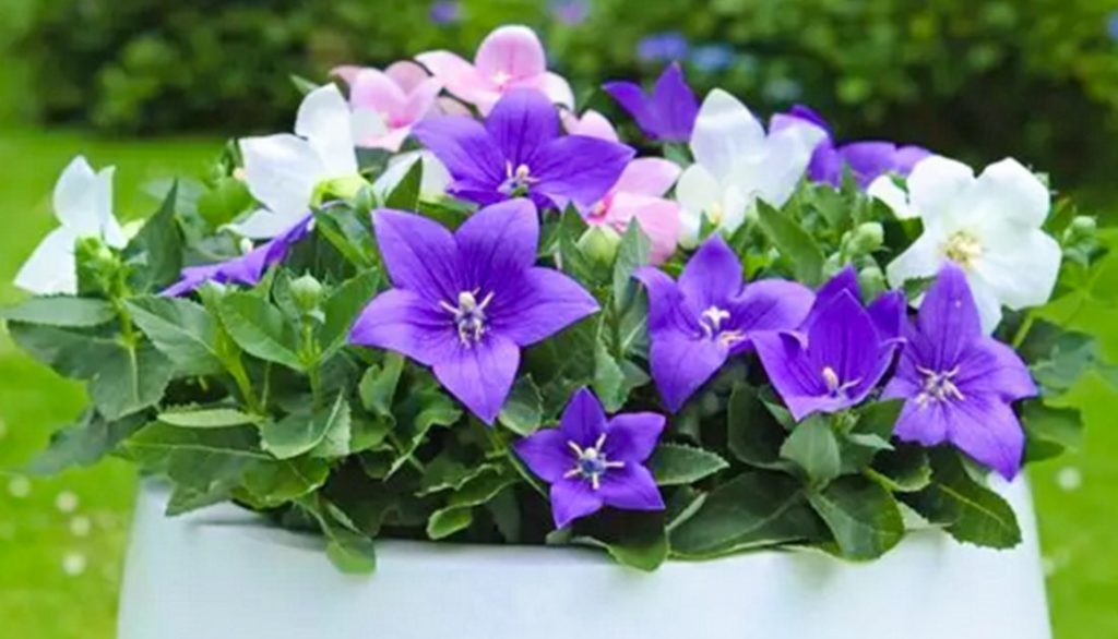 How to Sow Platycodon British Bell Flower Seeds Welldales