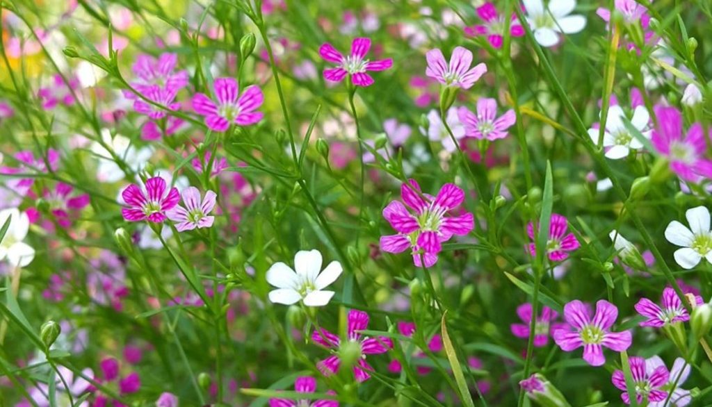 How to Sow Creeping Rose Gypsophila Seeds Welldales