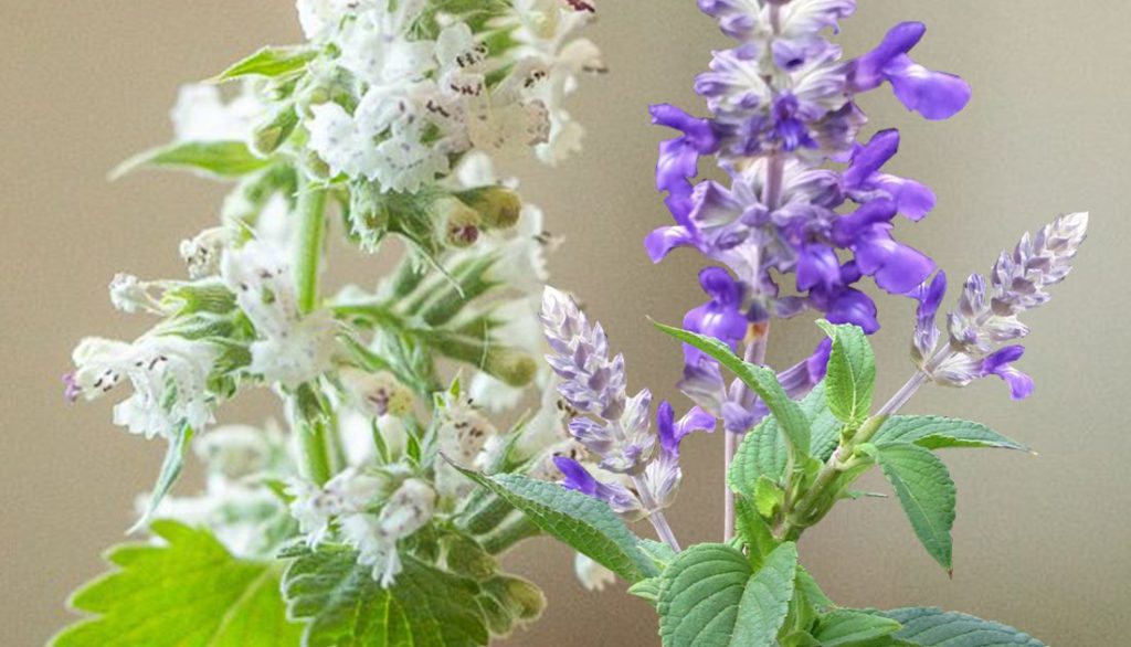 How to Sow Mixed Purple & White Catnip Seeds - Welldales