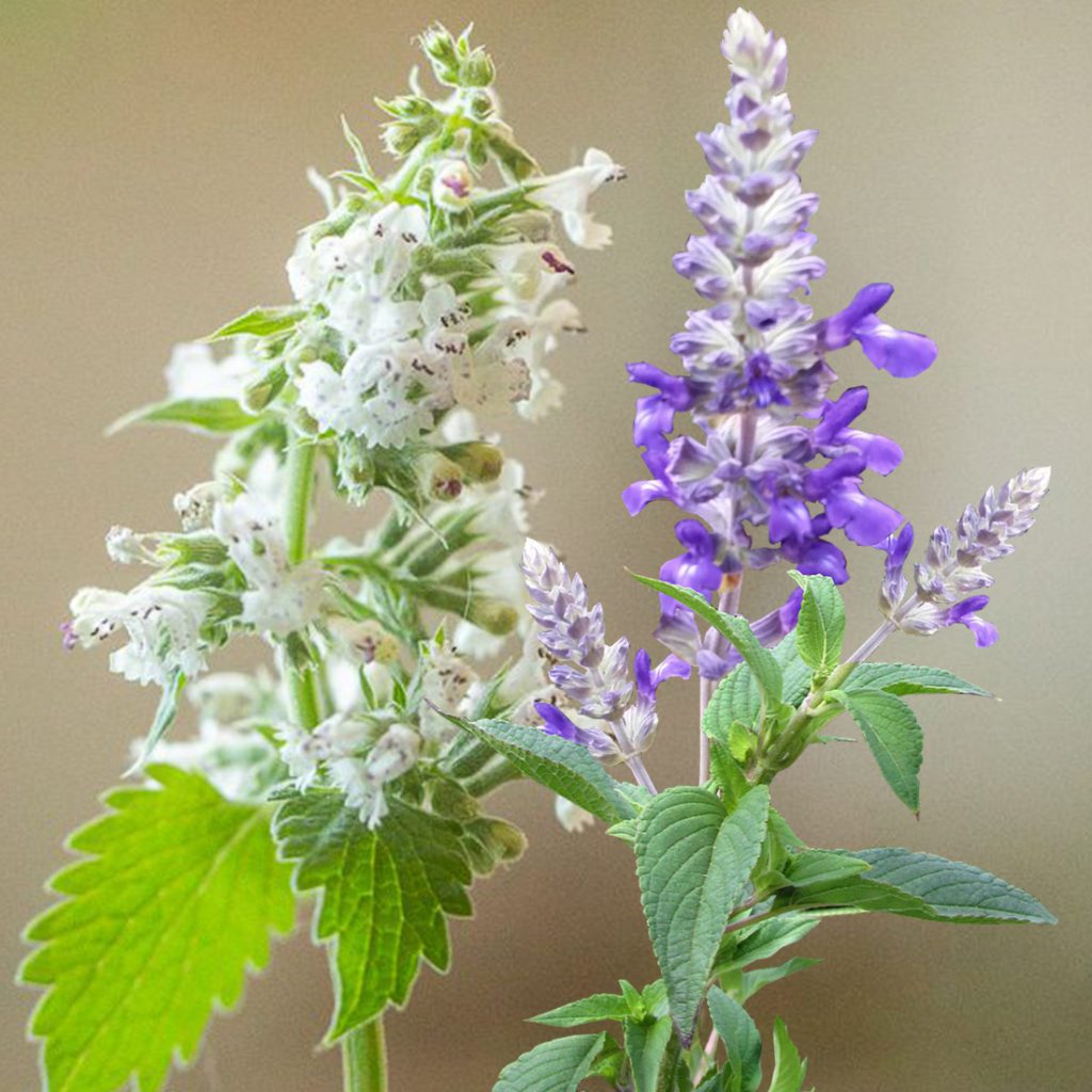100 Mixed Purple & White Catnip Seeds - Welldales