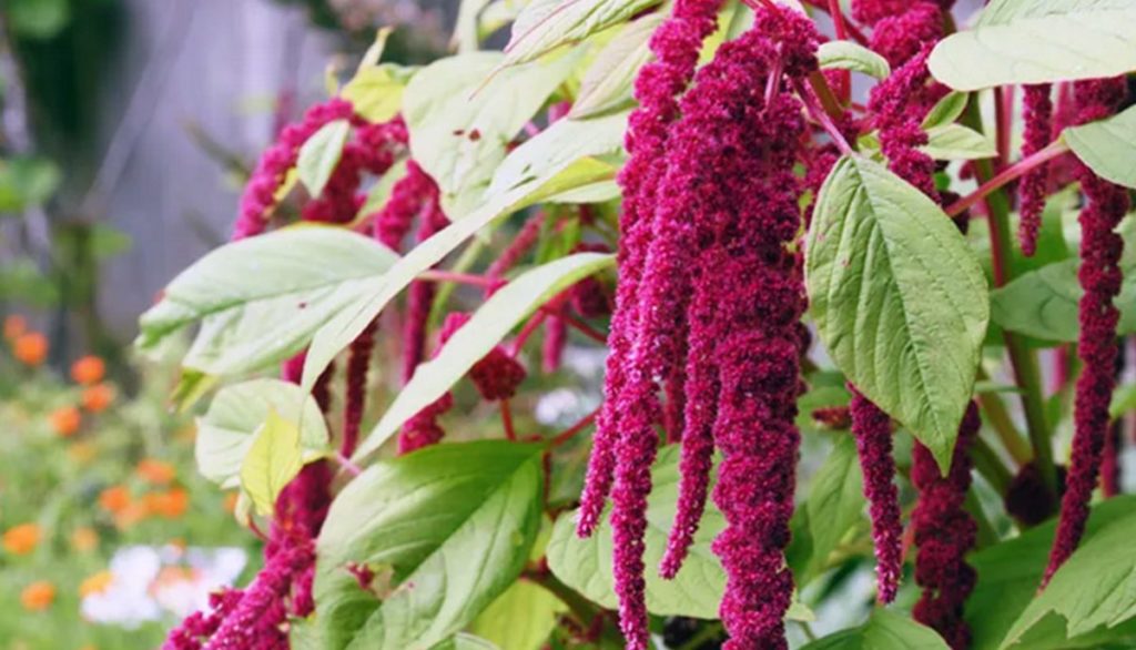 How to Sow British Red Amaranthus Seeds Welldales