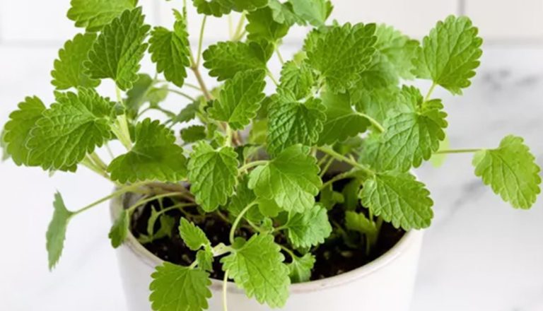 How to Sow White Flower Catnip Seeds - Welldales