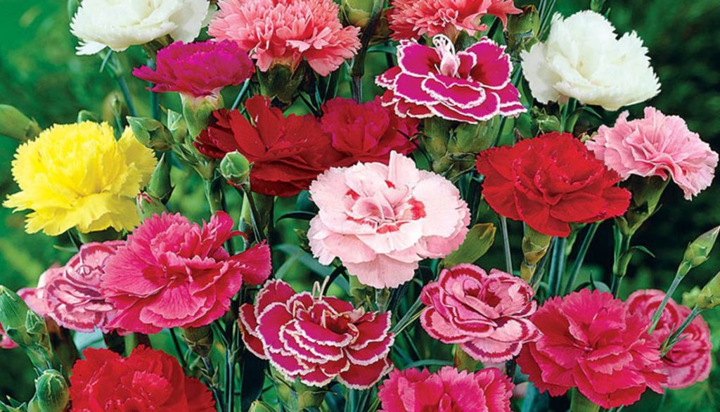 How to Sow Mixed Vienna Meadow Carnation Seeds Welldales