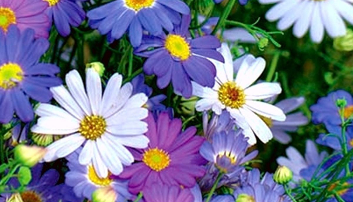 How to Sow Mixed Colour Daisy Seeds - Welldales