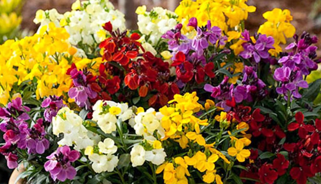 How to Sow Mix English Wallflower Seeds - Welldales