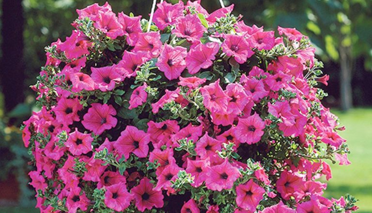 How to Sow Rose Pink Petunia Seeds - Welldales