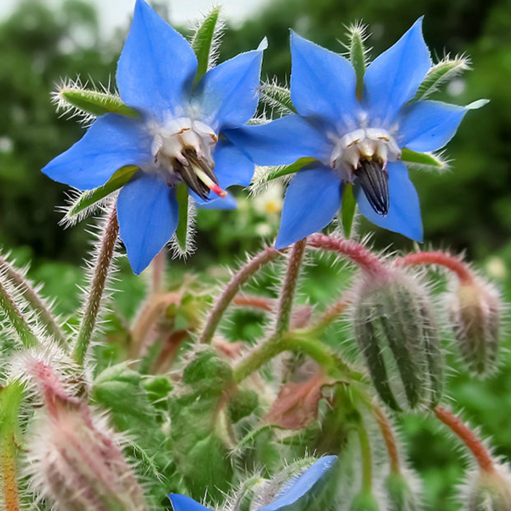 Borage Seeds – Blue Starflower – Non-GMO, Heirloom – Attracts Pollinators – Free Shipping – Richie Store
