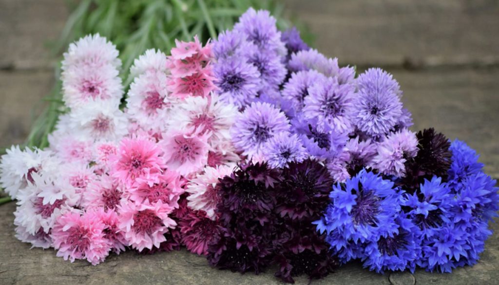 How to Sow Mixed Cornflower Seeds Welldales