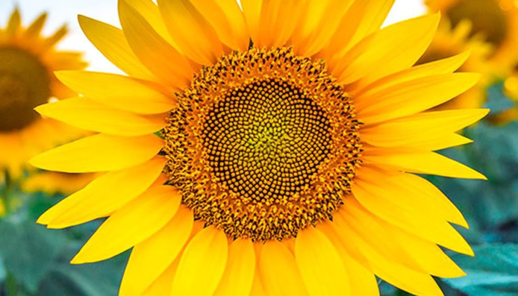 How to Sow Premium Giant Sunflower Seeds Welldales