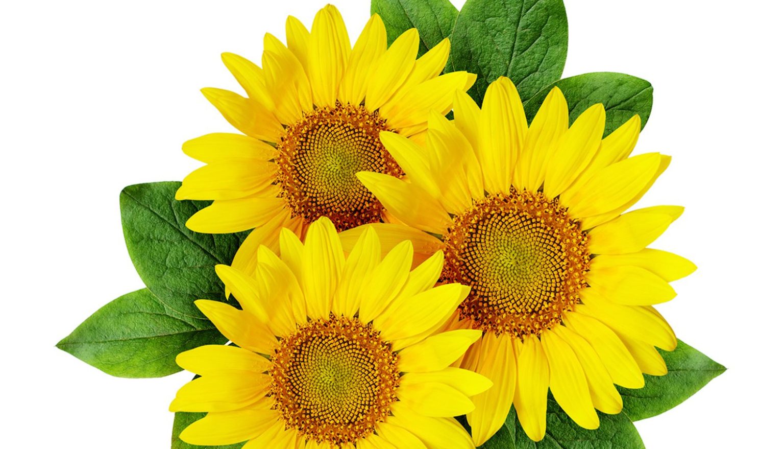 How to Sow Dwarf Sunflower Seeds Welldales