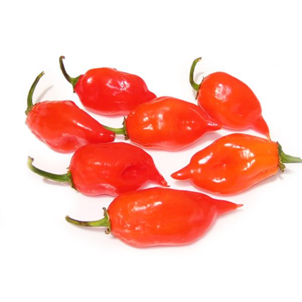 10 Giant Lantern Habanero Super Hot Chilli Seeds UK Glossy Red Mayan Peppers