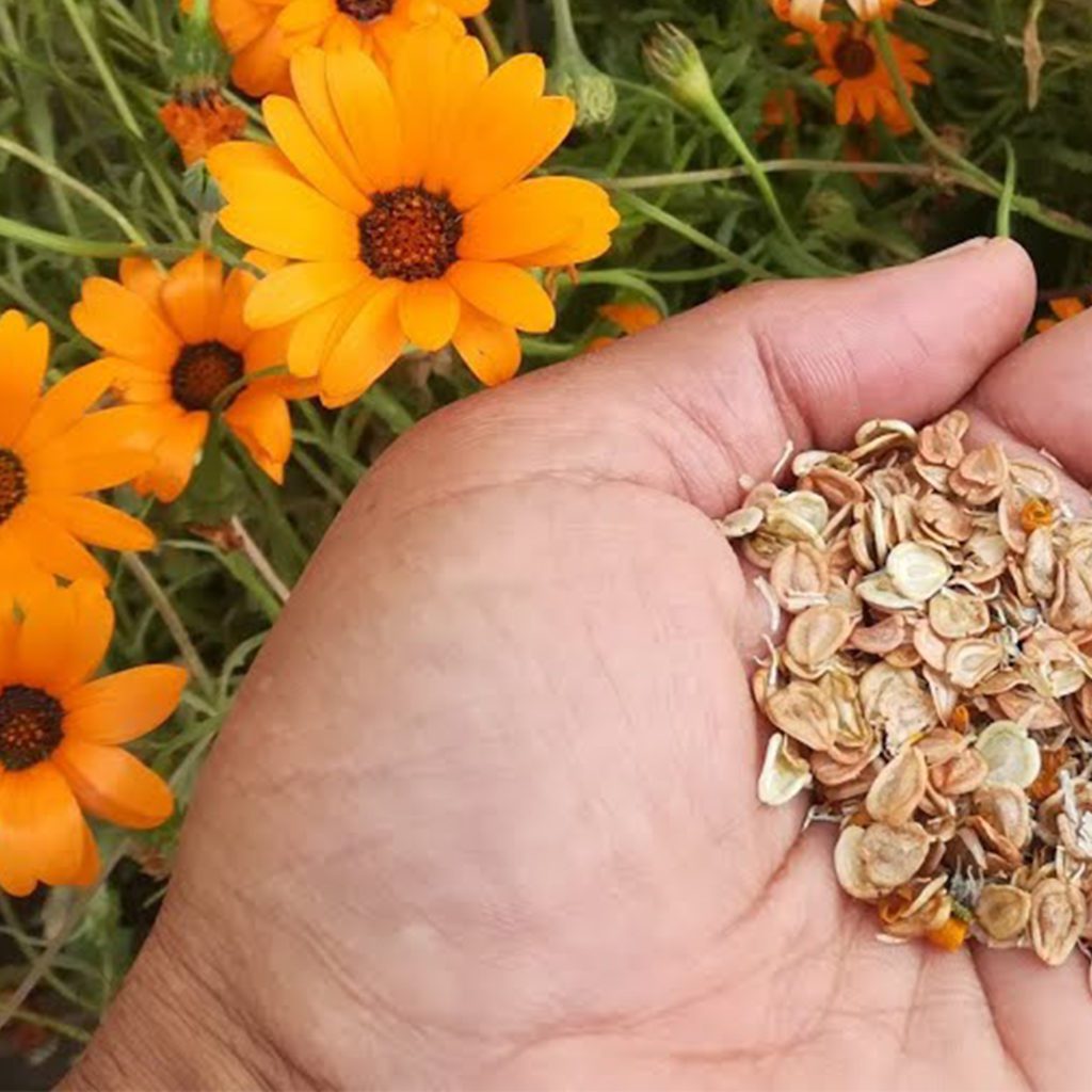 50 Mixed Pastel African Daisy Seeds Welldales