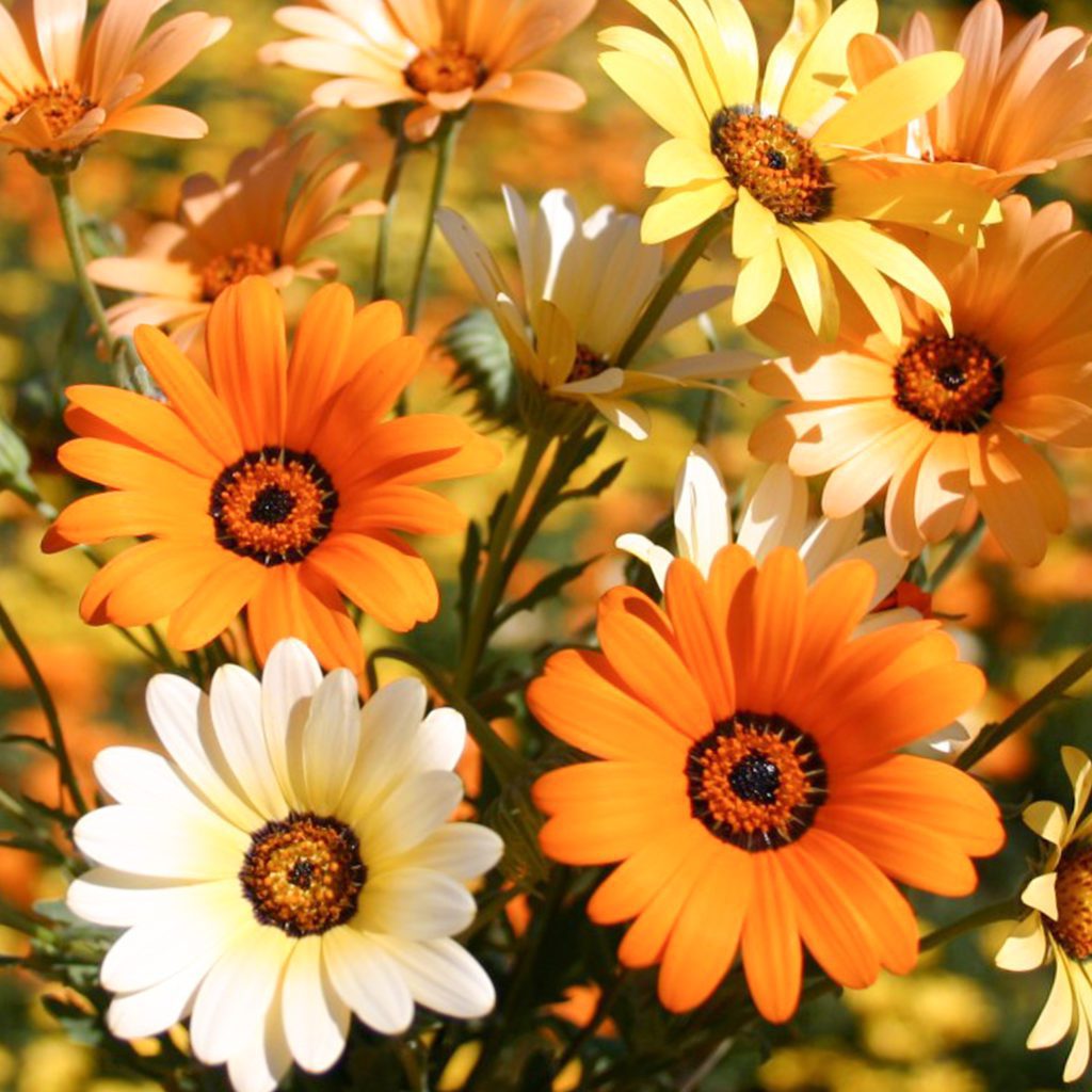 50 Mixed Pastel African Daisy Seeds Welldales