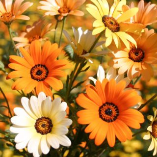 50 African Daisy Seeds UK Mixed Pastel Colour Scented Wild Daisies to Grow