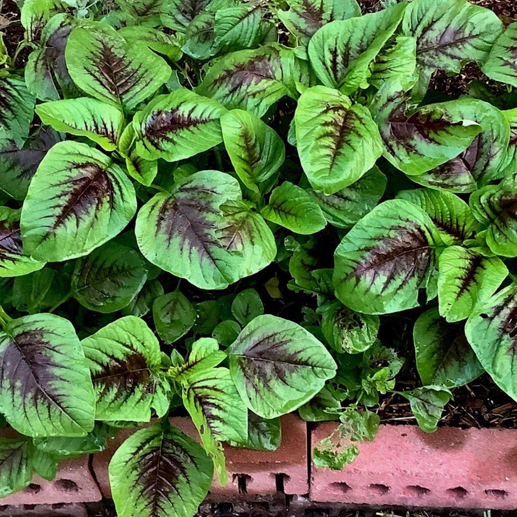 50 Tri Colour Caribbean Callaloo Seeds Welldales