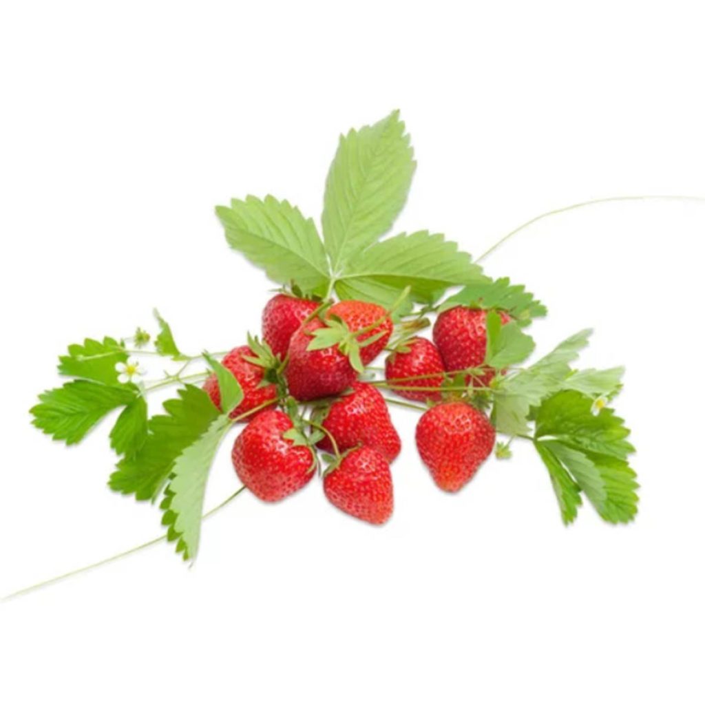 50 Mini Alpine Strawberry Seeds Welldales