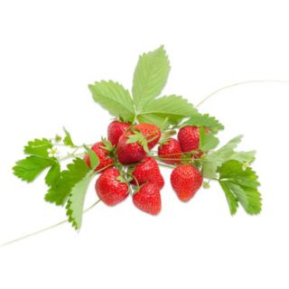 50 Mini Alpine Strawberry Seeds Sweet Red Aromatic Wild UK Fruit to Plant 6
