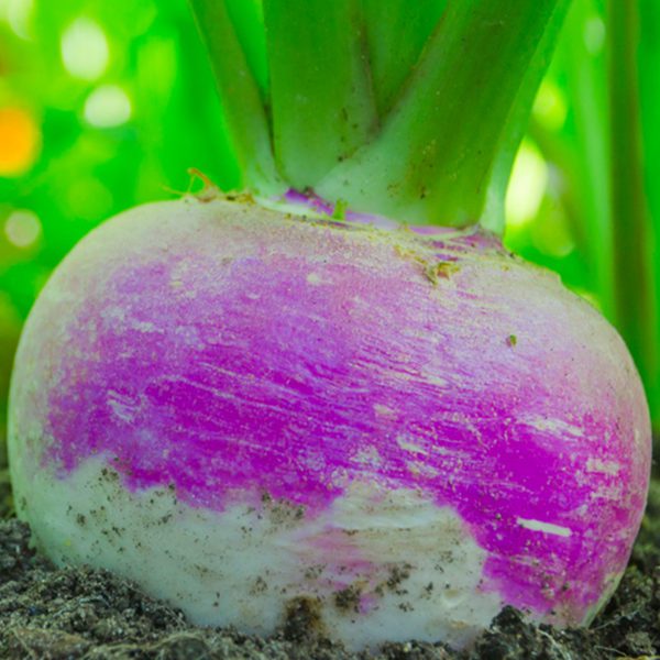 50 Turnip Seeds Italian Giant Milan Purple Top UK Root Vegetables to Grow