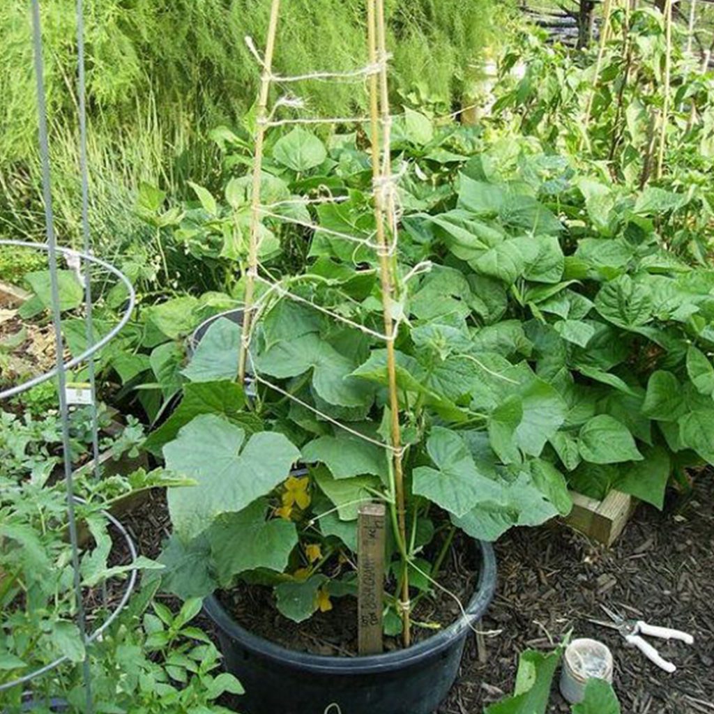 10 Mini Cucumber Gherkin Seeds - Welldales