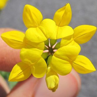 100 Birds Foot Trefoil British Lotus Wild Flower Seeds Yellow Meadow & Woodlands 3