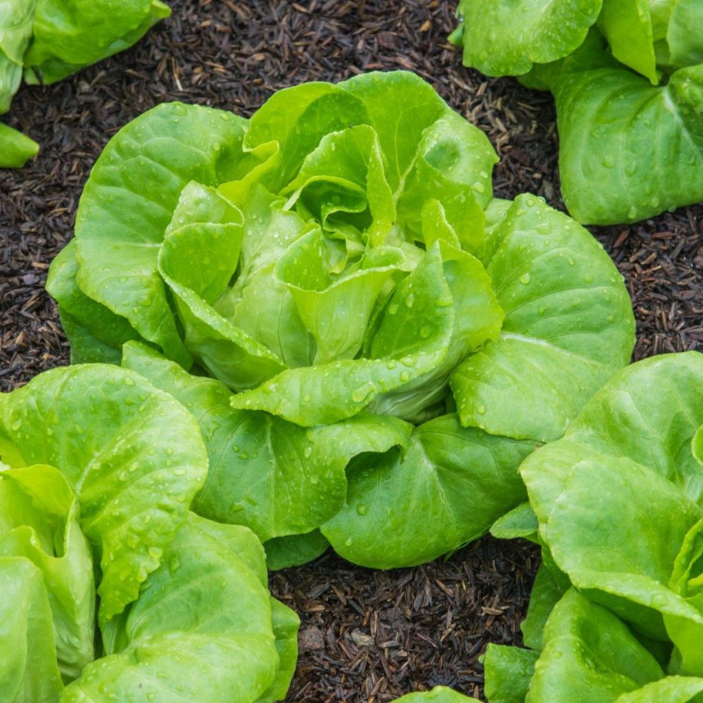 100 Butterhead Lettuce Seeds Welldales
