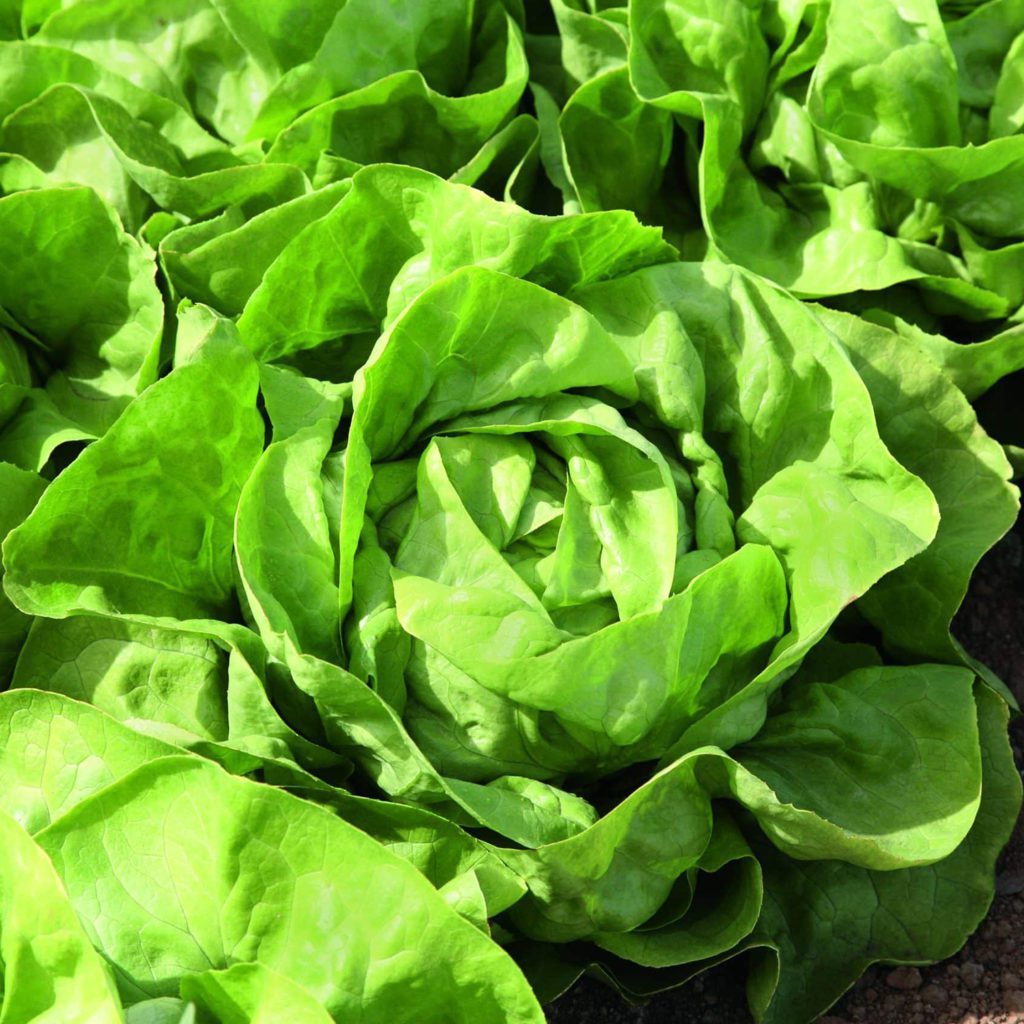 100 Butterhead Lettuce Seeds Welldales