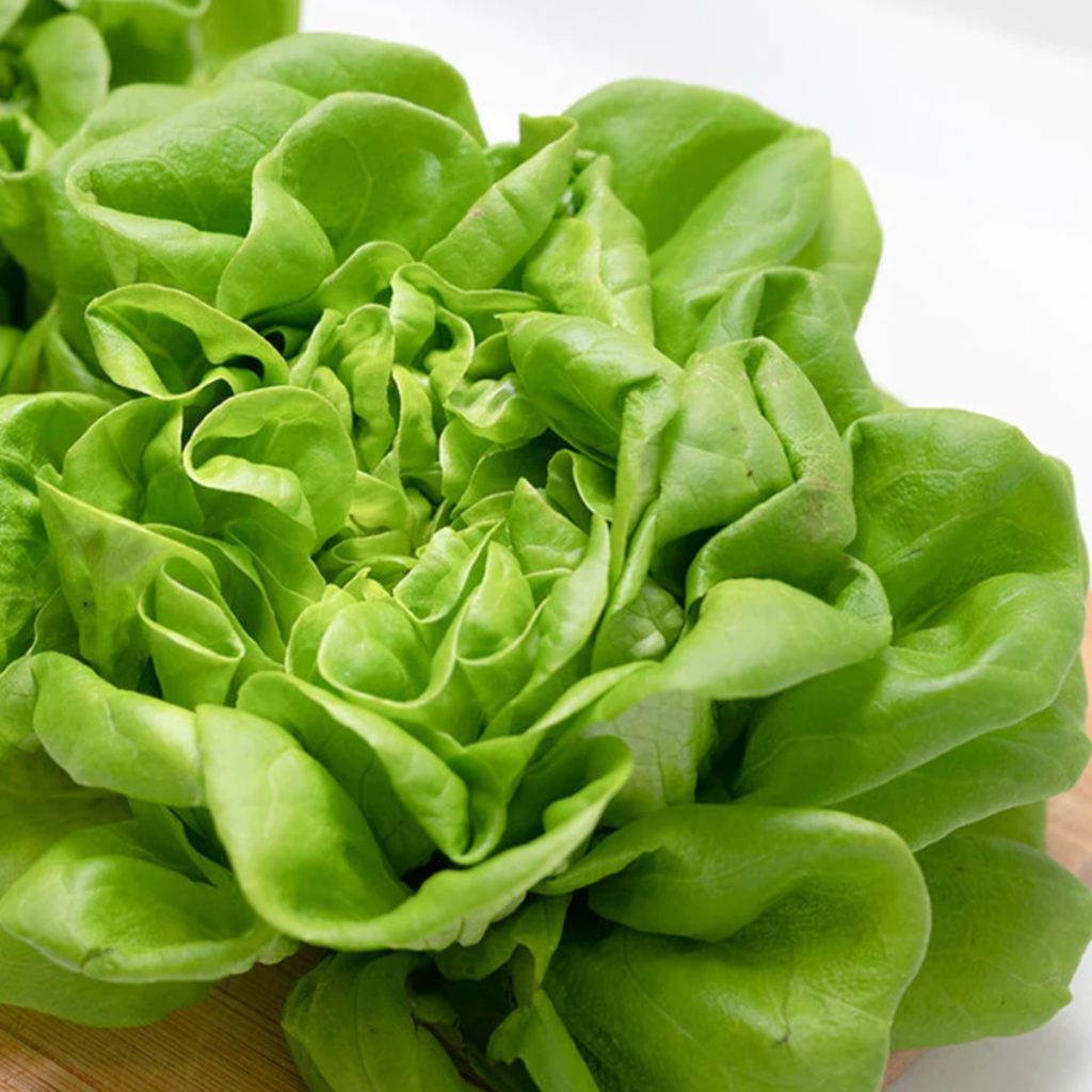 100 Butterhead Lettuce Seeds Welldales