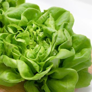 100 Butterhead Lettuce Seeds British All Year Round Grow Your Own Vegetables 3