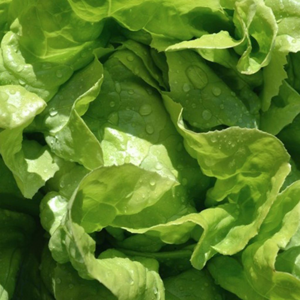 100 Butterhead Lettuce Seeds Welldales