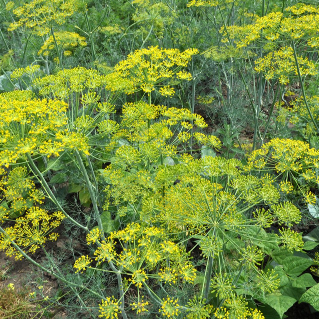 100 British Dill Seeds Welldales