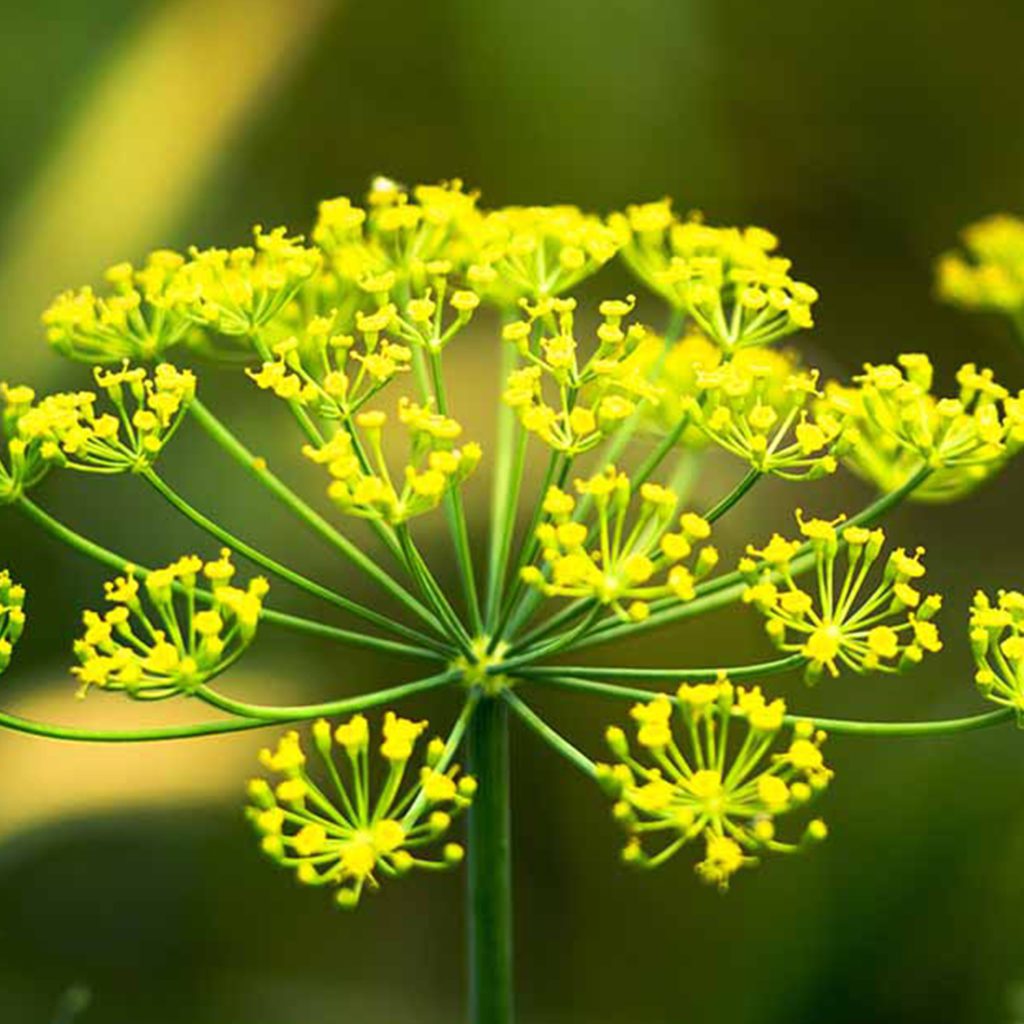 100 British Dill Seeds - Welldales