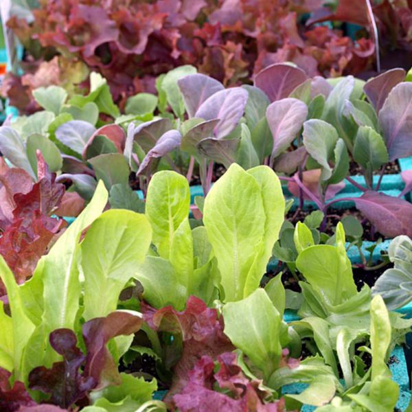 100 Mixed Lettuce Seeds 6 Varieties Gourmet Loose Leaf Salad Collection Mix UK 2