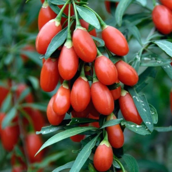 30 Sweet Cherry Goji Berry Seeds Exotic Tropical Fruit Bush UK Wolfsberry Tree