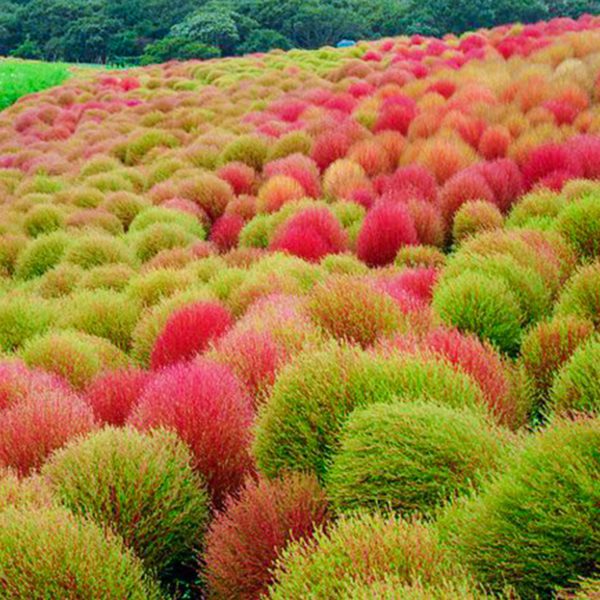50 Burning Bush Shrub Seeds Green & Red Self Seeding Ornamental Grasses to Plant