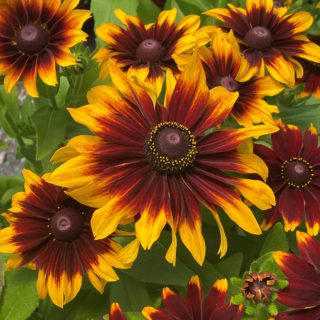 50 Double Daisy Autumn Rudbeckia Seeds for Pots Bi Coloured UK Coneflower Plant 3