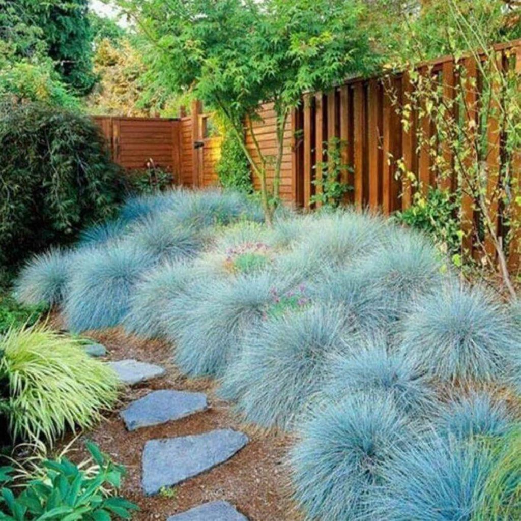 50 Fescue Blue Grass Seeds Welldales