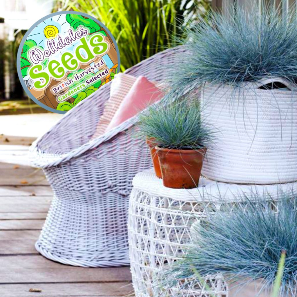 50 Fescue Blue Grass Seeds Welldales