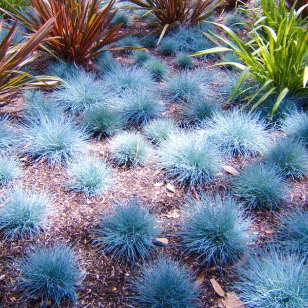 50 Fescue Blue Grass Seeds Dwarf Self Seeding Ornamental Evergreen Garden Shrubs 8