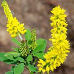 50 Honey Clover Seeds Sweet Yellow Herb Flowering Melilotus UK Meadow & Woodland