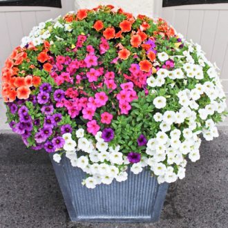 50 Petunia Flower Seeds Pastel Stars Mixed Colour Annual Hanging Basket & Pots