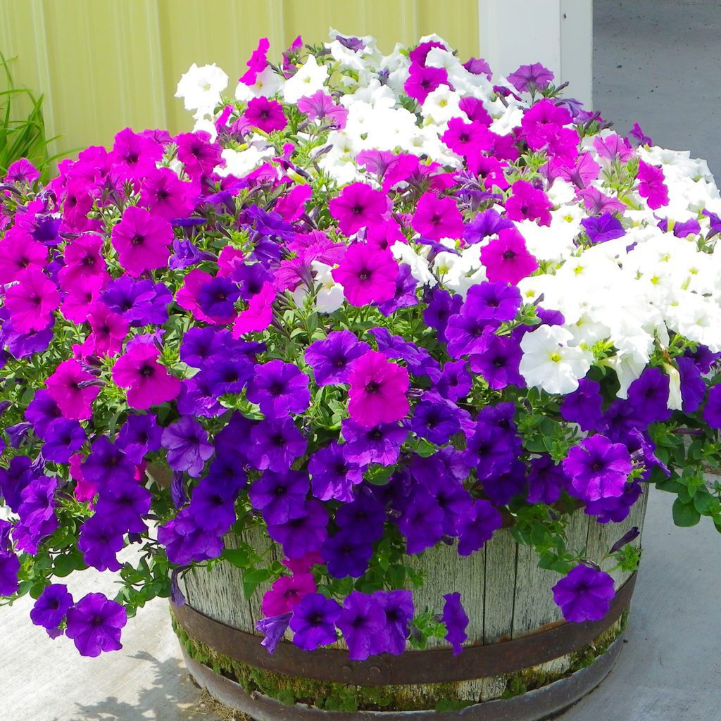 Mixed Pastel Stars Petunia Seeds Welldales