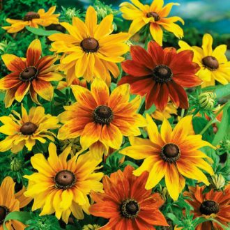 50 Rudbeckia Seeds UK Cherry Mix Coloured Orange Yellow Red Dwarf Flower Packets