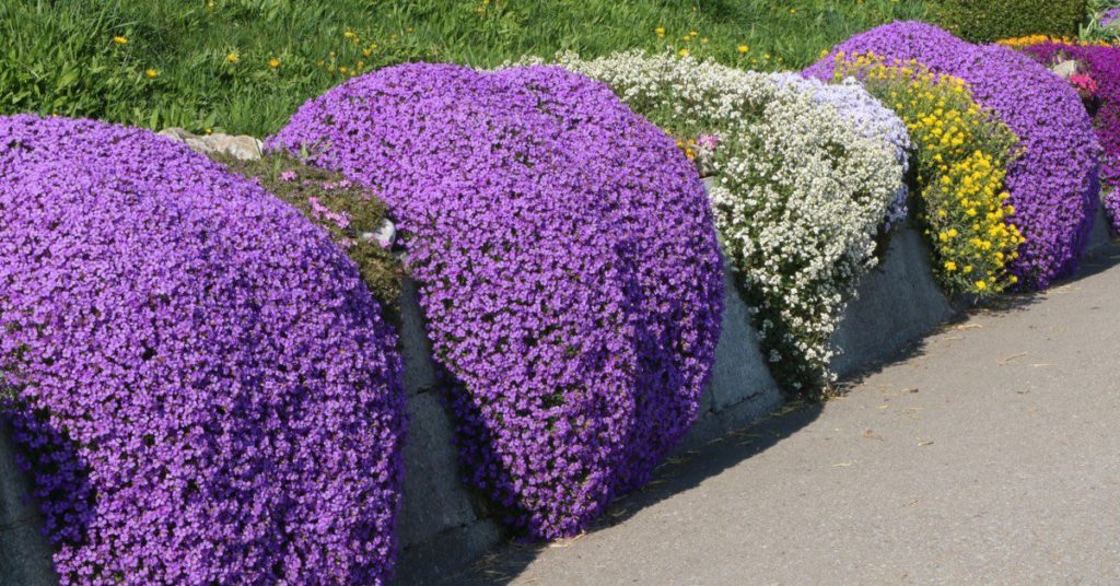 How to Sow Purple Creeping Thyme Welldales