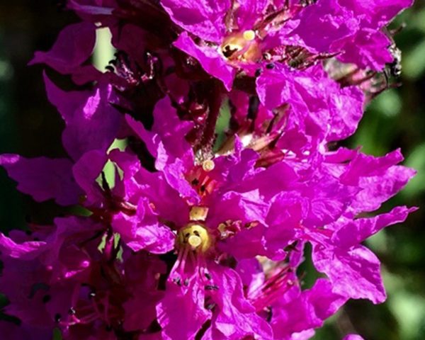 100 Pond Plant Seeds Rose Purple Loosestrife Perennial Bee & Butterfly Lythrum 5