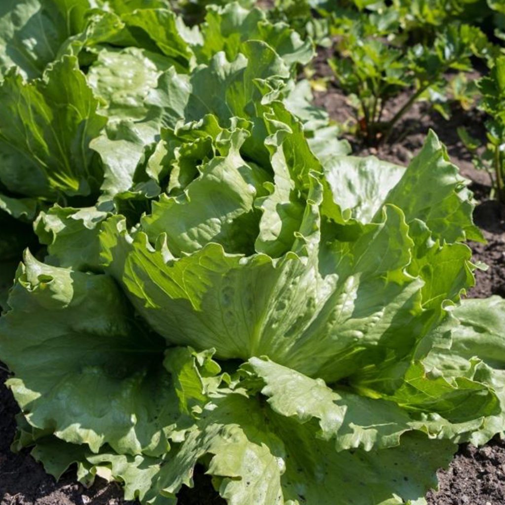 100 British Giant Iceberg Lettuce Seeds Welldales